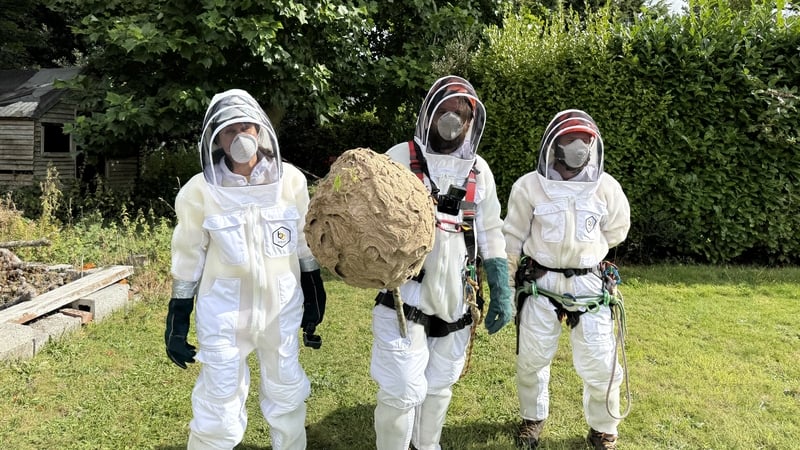 The National Parks and Wildlife Service with asian hornet nest