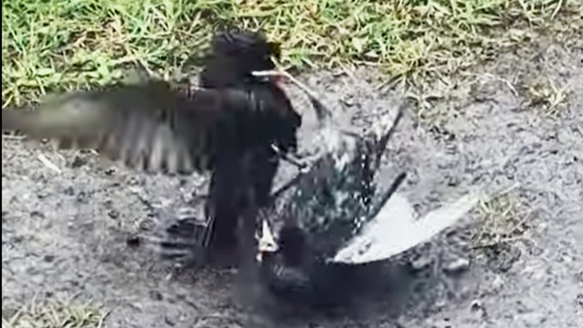 What Are Those Starlings Up To?