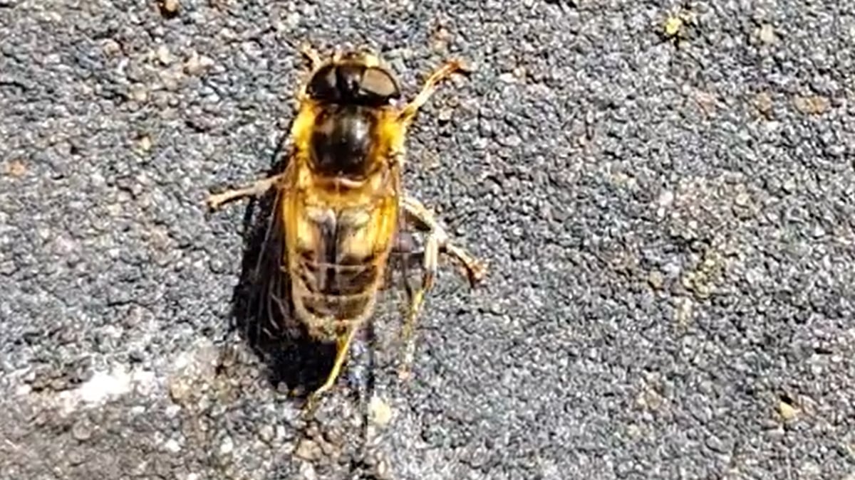Going Round In Circles: What Could Bee Causing It?