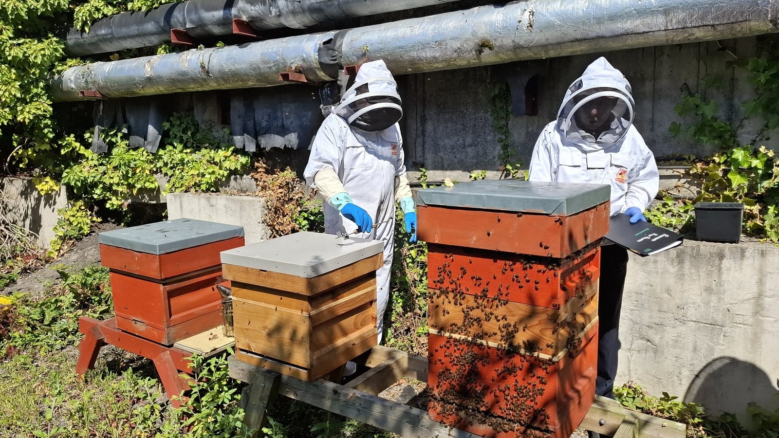 Dublin Buzz: A new route to help save the bees!