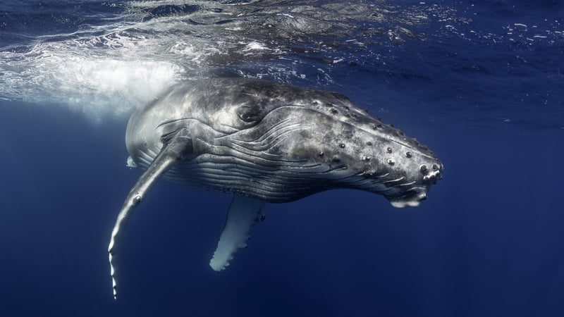 stock image of a humpback whale in the ocean
