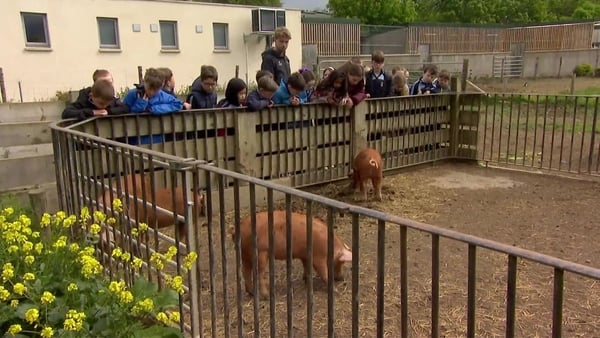 School children look at some brown pigs on a farm tour.
