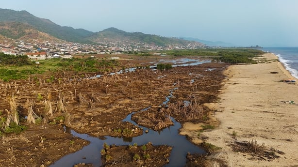 aerial view shows mangrove deforestation