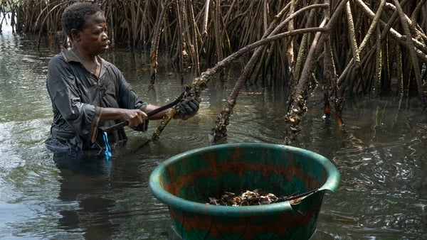 a woman stands in a river with a green basin collecting oysters