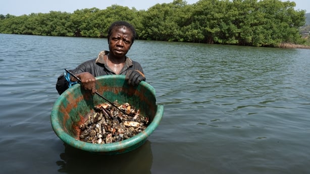 a woman stands in a river holding a green basin with oysters