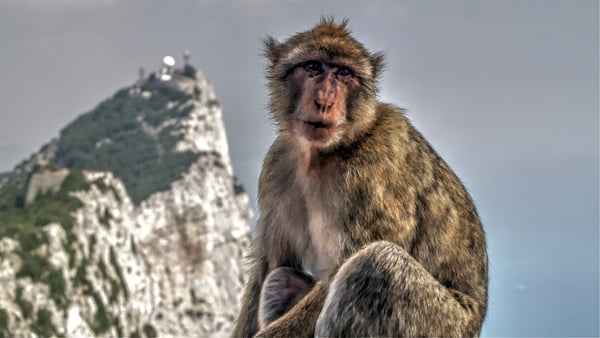 Gibraltar's Barbary macaques are the only primates found in the wild in Europe