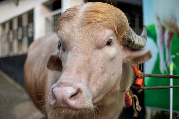 An albino buffalo whose hair resembles that of US President Donald Trump
