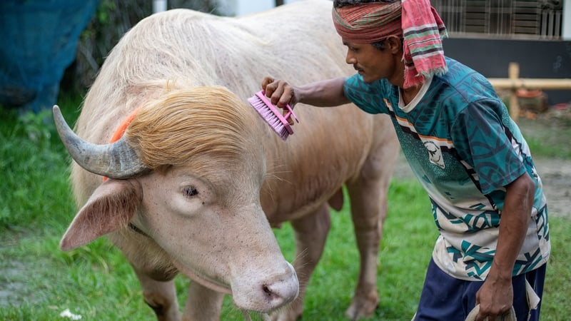 An albino buffalo whose hair resembles that of US President Donald Trump