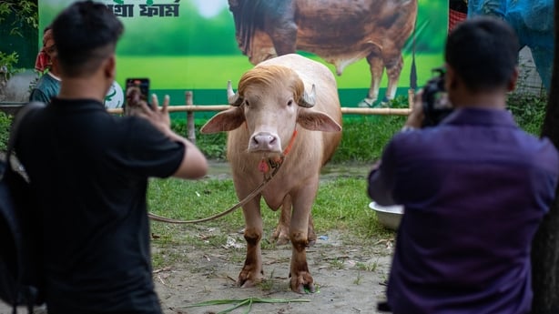 An albino buffalo whose hair resembles that of US President Donald Trump