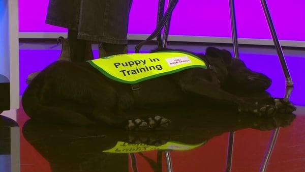 A guide dog in training lies down in the news2day studio - a black labrador with a hi-vis dog vest with the words Puppy in Training