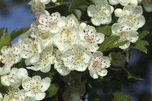 Blinded by Whitethorn in Cork show image