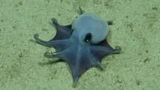 ‘He’s tiny, it’s blue’ - scientists find new deep-sea octopus