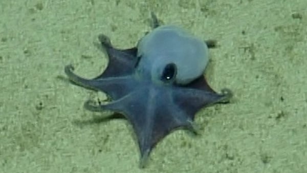‘He’s tiny, it’s blue’ - scientists find new deep-sea octopus