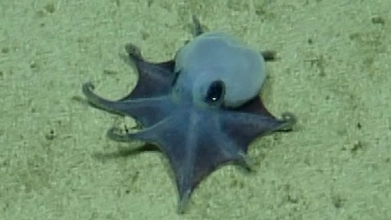 'It's blue'- scientists find new deep-sea octopus