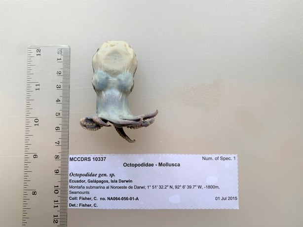 a specimen of a tiny octopus beside a ruler for scale 