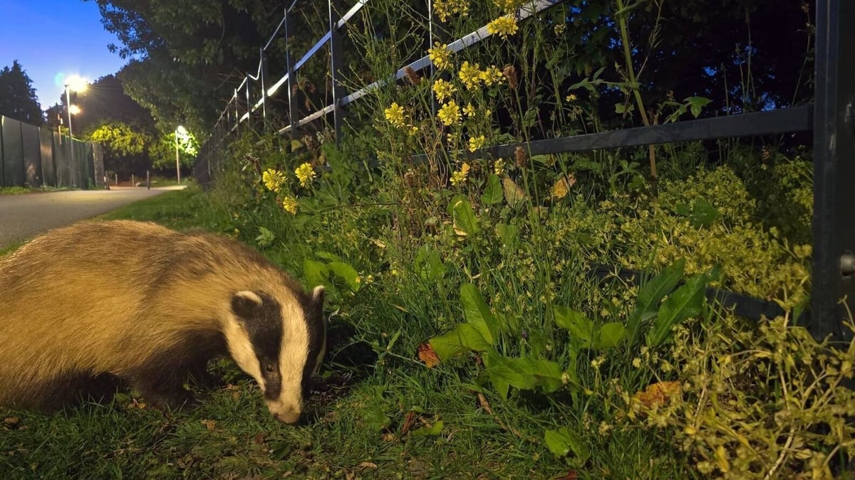 Badger-Watching In Dublin