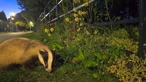 Badger-Watching In Dublin show image