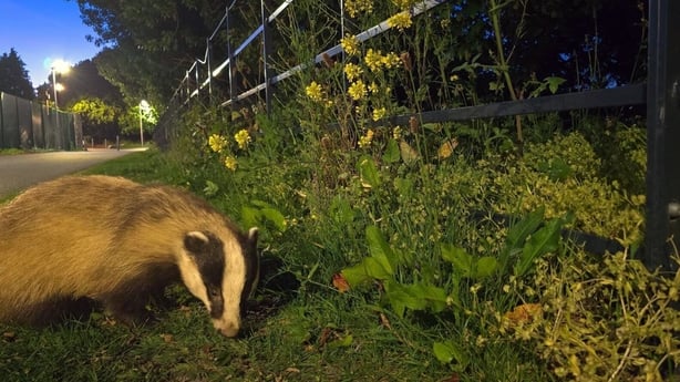 Badger (Photo by Gustavo Zoladz, used with permission)