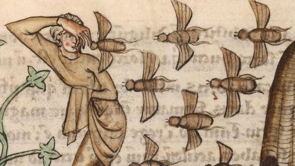 Bees attacking a threat as depicted in a medieval manuscript