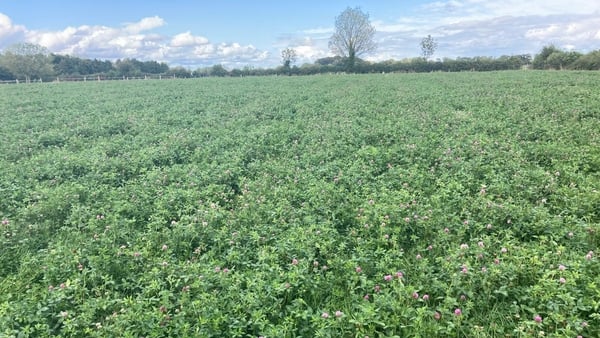 red clover silage