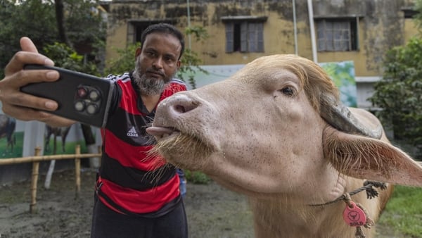 NARAYANGANJ, BANGLADESH - MAY 23: A man takes a selfie with an albino buffalo nicknamed âDonald Trumpâ at a cattle farm ahead of Eid al-Adha in Narayanganj, Bangladesh, on May 23, 2026. The buffalo was given the nickname due to its unusual golden-colored