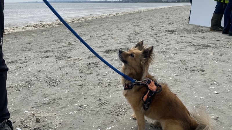 A dog on a lead on Sandymount Strand