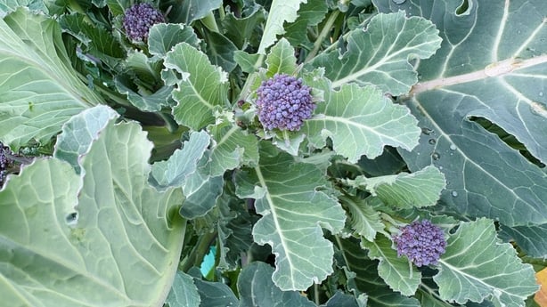 Close up of purple edible heads of a sprouting broccoli plant and leaves