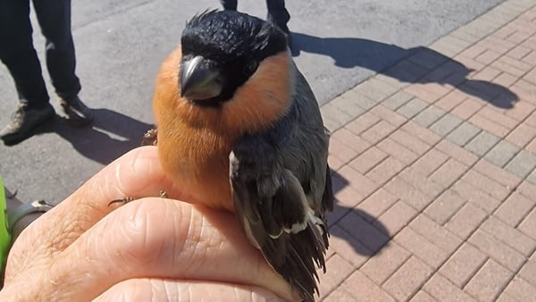 A bullfinch in Limerick