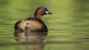Nature On One: Talking Birds (11/05/26) show image