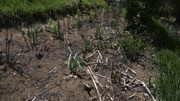 View of a drought-affected corn plantation 