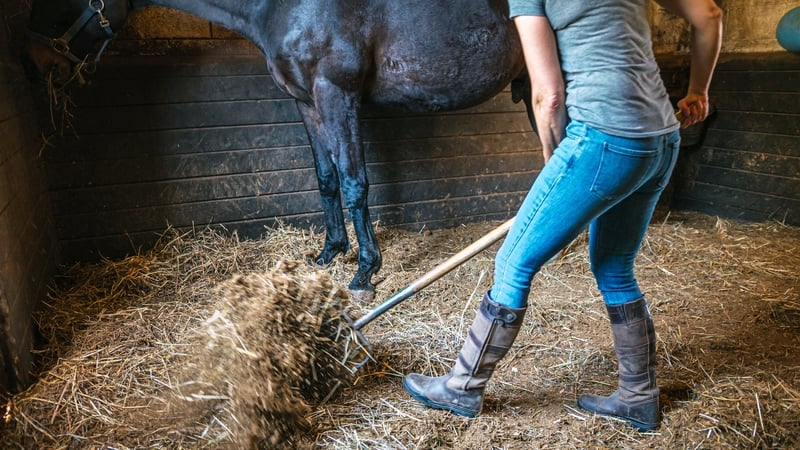 Female worker with a pitchfork cleaning hay in a horse stable