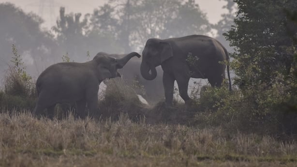 A herd of wild elephants gathers near a field in search of food at a village in Nagaon district, Assam, India, on 24 December, 2025. (Photo by Anuwar Hazarika/NurPhoto via Getty Images)
