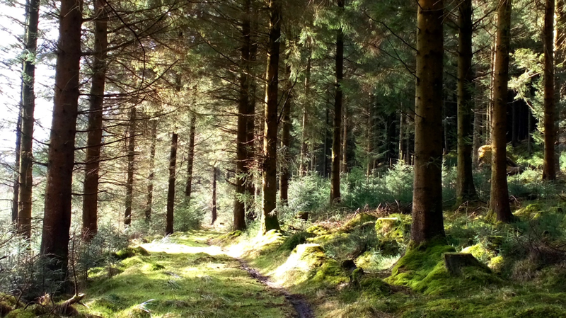 Natural regeneration coming into a small canopy gap at Ticknock Forest in 2018. Photo: Edward Wilson