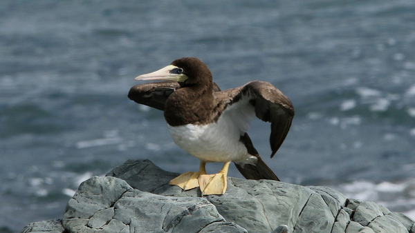 The Brown Booby is a seabird most common to the Caribbean (Courtesy: Dick Coombes-BirdWatch Ireland)
