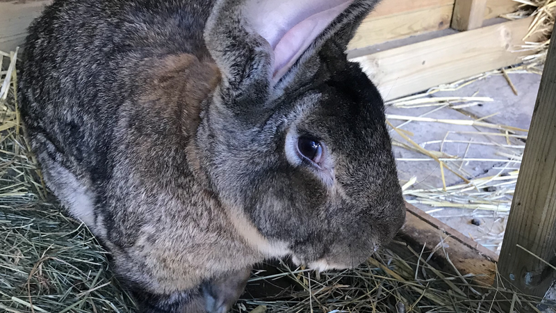 Darius was awarded a Guinness World Record for being the biggest of its kind (Pic: West Mercia Police)