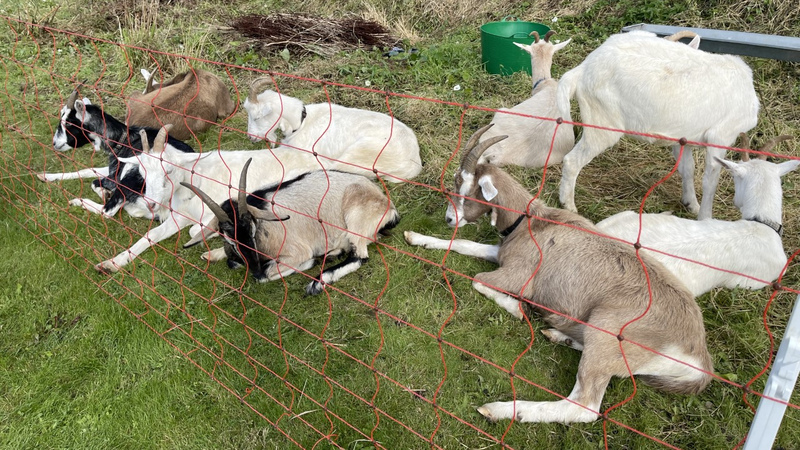 The goats have been tasked with the job of clearing the weeds and scrub at Coláiste Chríost Rí